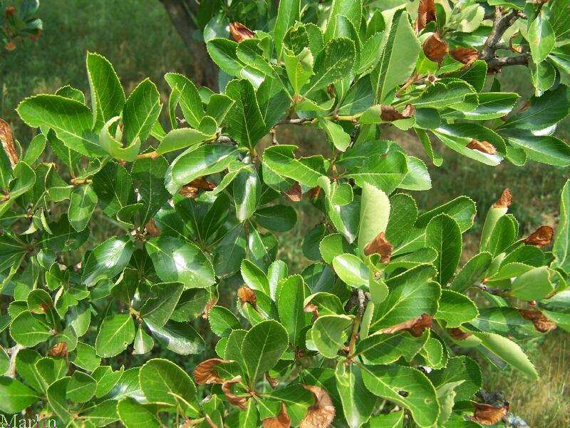 Showy cockspur hawthorn foliage