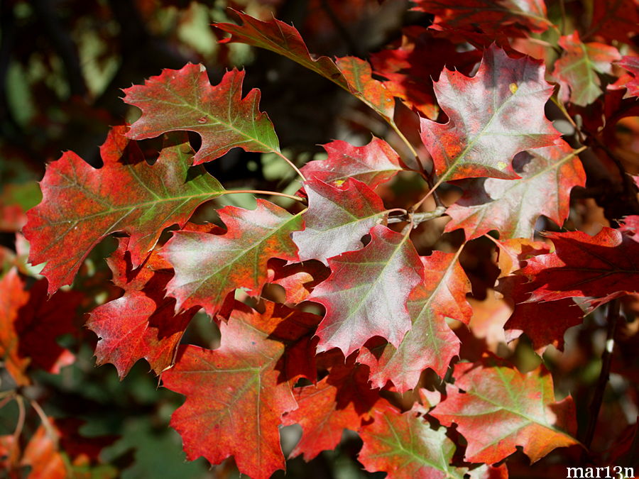 Shumard Oak - Quercus shumardii - North American Insects & Spiders