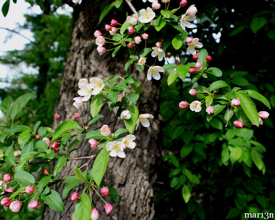 Siberian Crabapple buds, blossoms, & bark