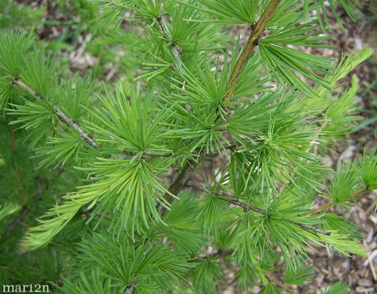 Siberian larch foliage