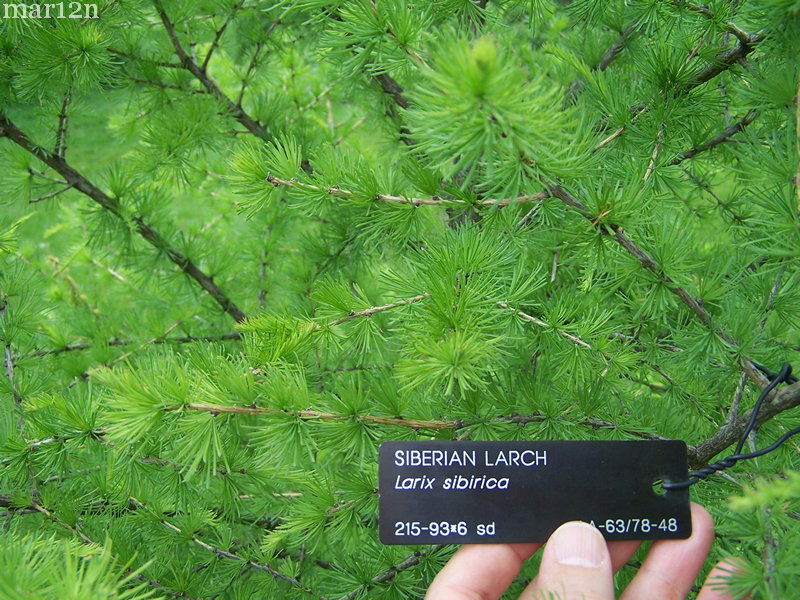 Siberian larch foliage
