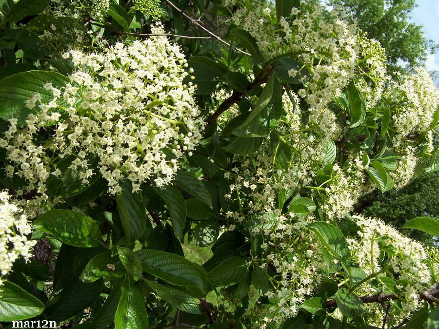 Siebold Viburnum