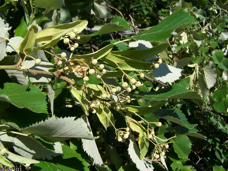 Linden bracts and nutlets