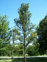 Smooth-leaved Elm