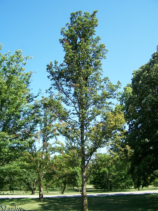 Smooth-leaved Elm - Ulmus carpinifolia 'Wredei'
