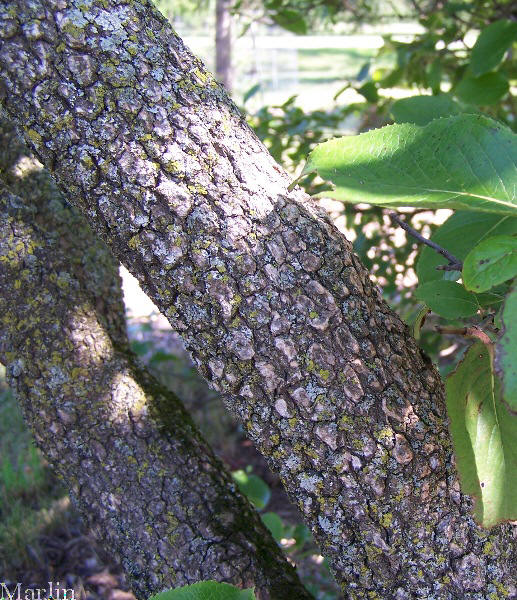 Southern Black Haw Bark