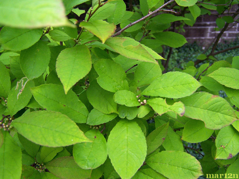 Sparkleberry Winterberry Foliage