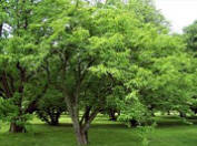Spindle Tree - Euonymus nikoensis