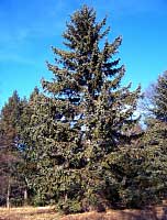 Koyama Spruce