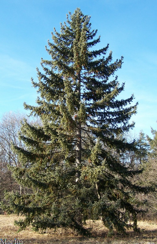Koyama Spruce