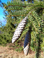 Norway Spruce - Picea abies