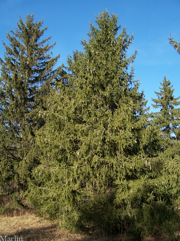 Norway Spruce - Picea abies