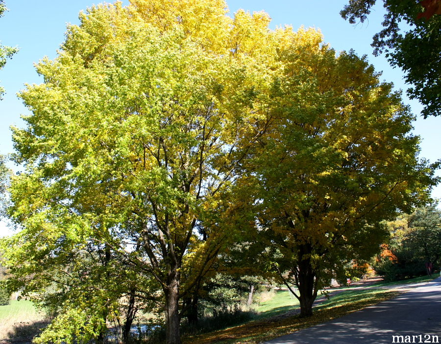 State Street Miyabe Maples