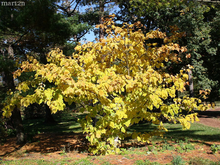 Striped Maple - Acer pensylvanicum