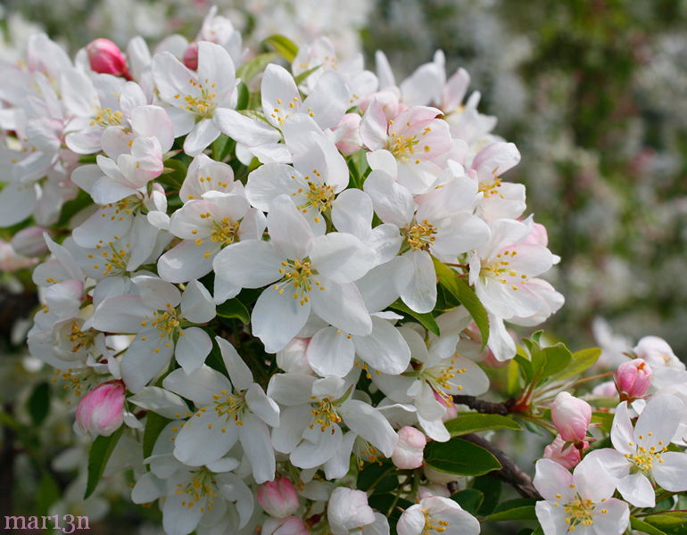 Sugar Tymeâ„¢ Crabapple's snow-white flowers