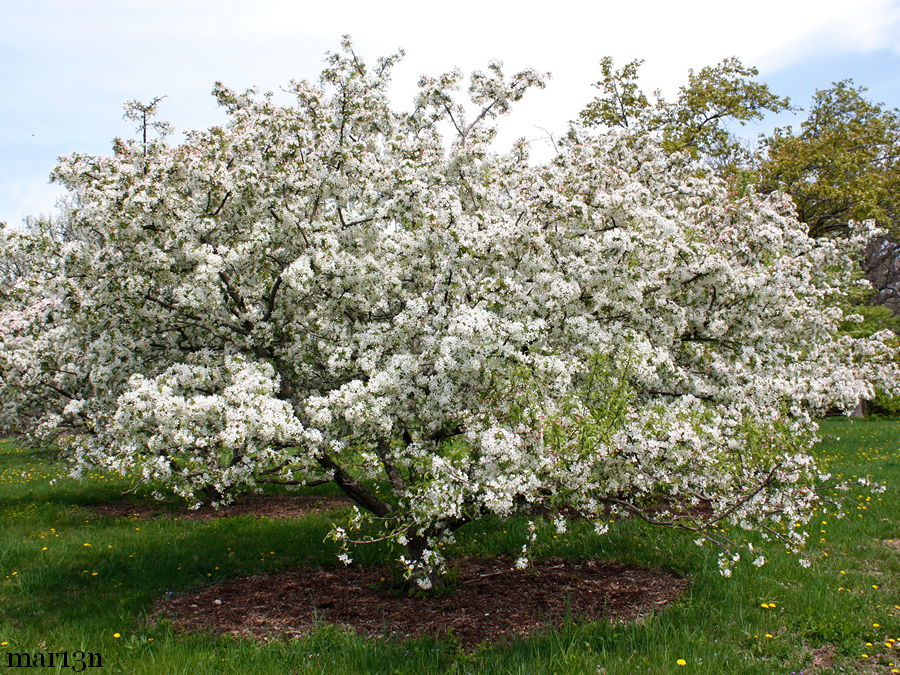 Sugar Tyme crabapple