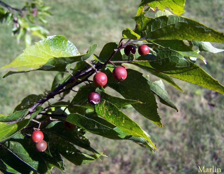 Sugarberry berries