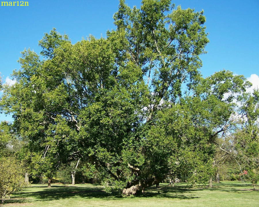 Sugarberry tree