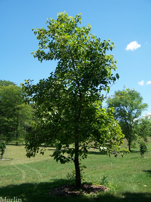 Swamp Cottonwood