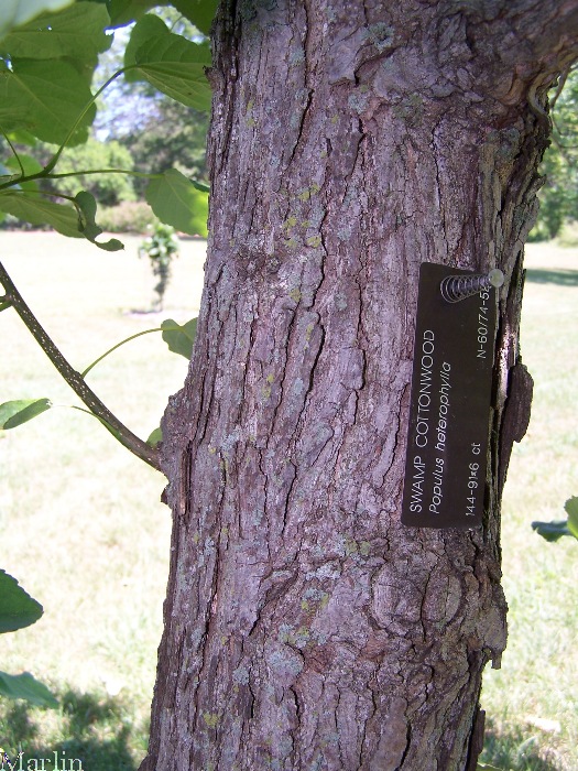 Swamp Cottonwood Bark