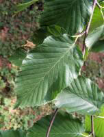 Sweet Birch Foliage