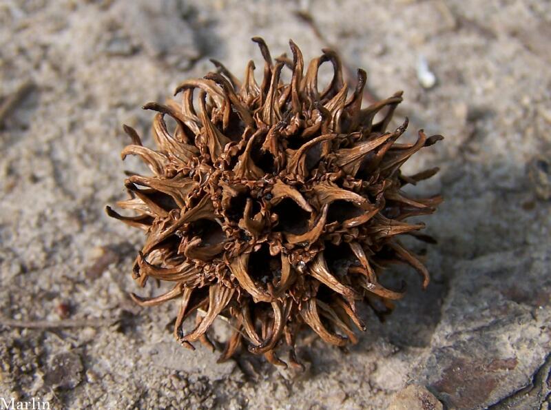 Sweet Gum Fruit Husk