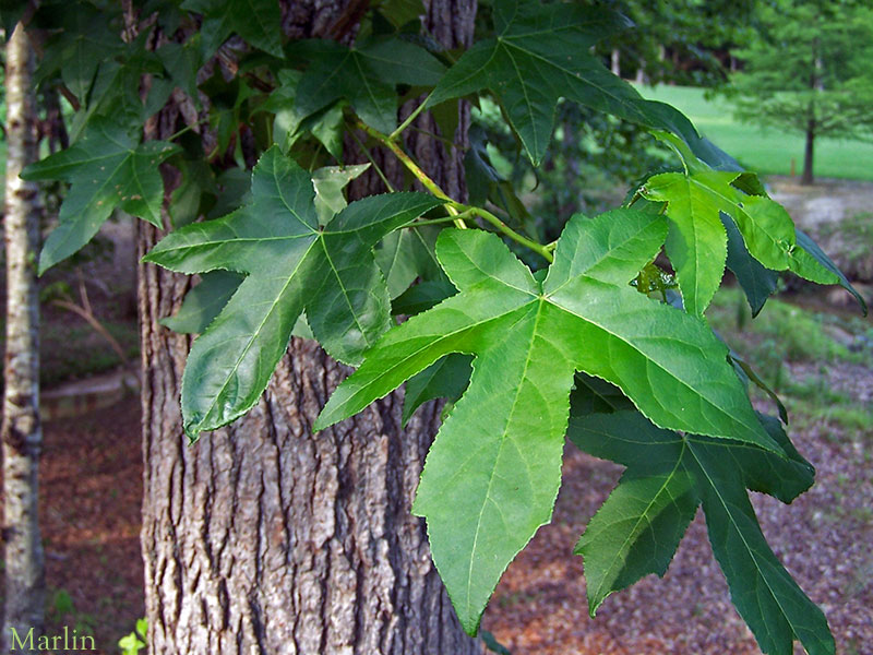 Sweet Gum at Crooked Creek, Alpharetta, Georgia, USA. 