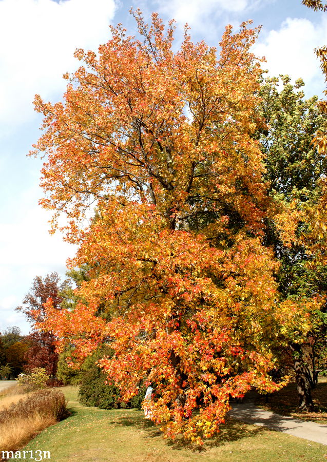 Sweet Gum