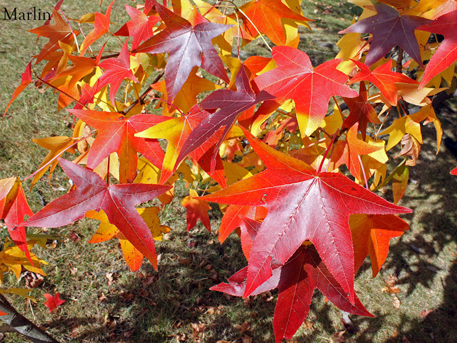 Sweet Gum fall foliage