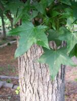 Sweet Gum Tree