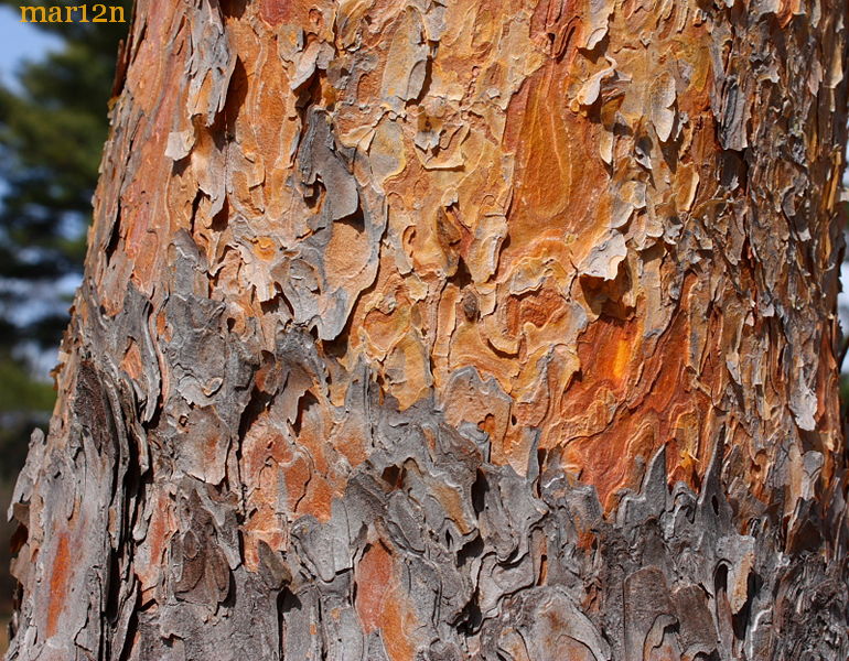 Eponymous Red Pine Bark