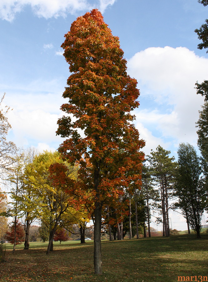 Temple's Upright Sugar Maple in fall colors