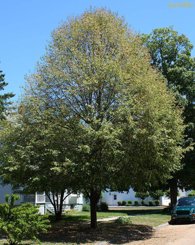 little-leaf linden Japanese beetle damage