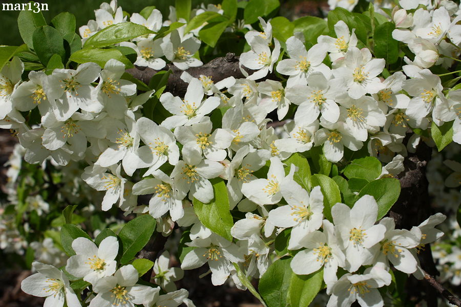 Toringo Crabapple blossoms