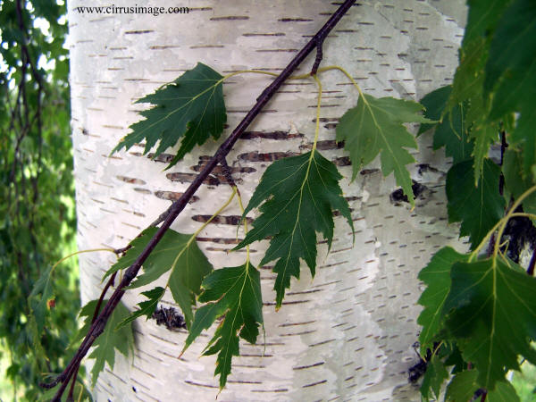 White Birch Foliage and Bark