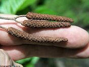 Black Alder Catkins