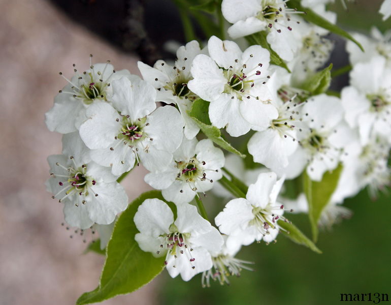 Trinity Callery Pear Flowers