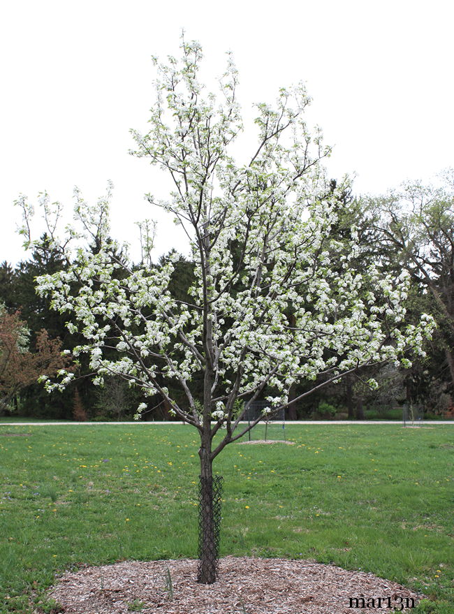 Trinity Callery Pear Tree