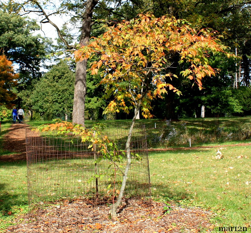 Tschonoski Maple Habit