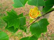 Tulip-Tree