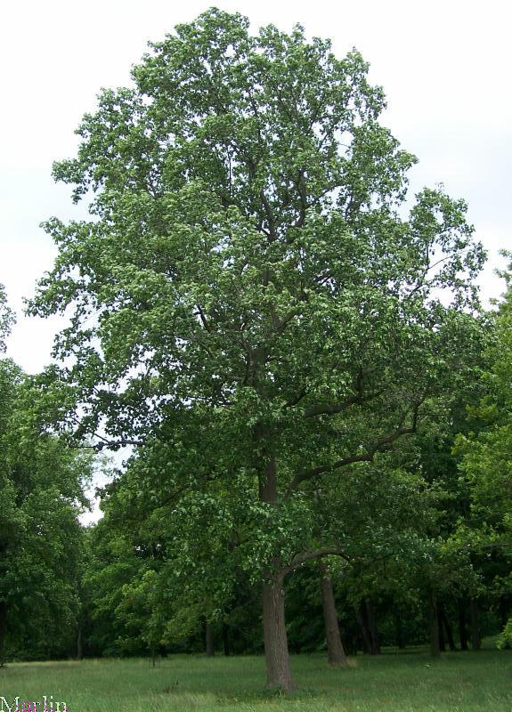 Tulip Tree - Liriodendron tulipifera