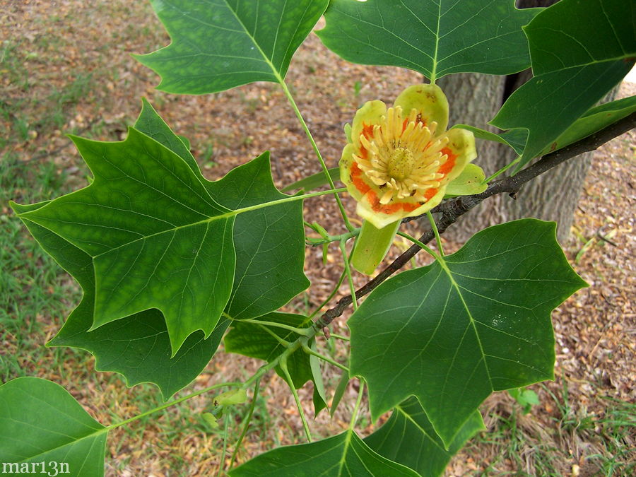 Tuliptree flowers and foliage