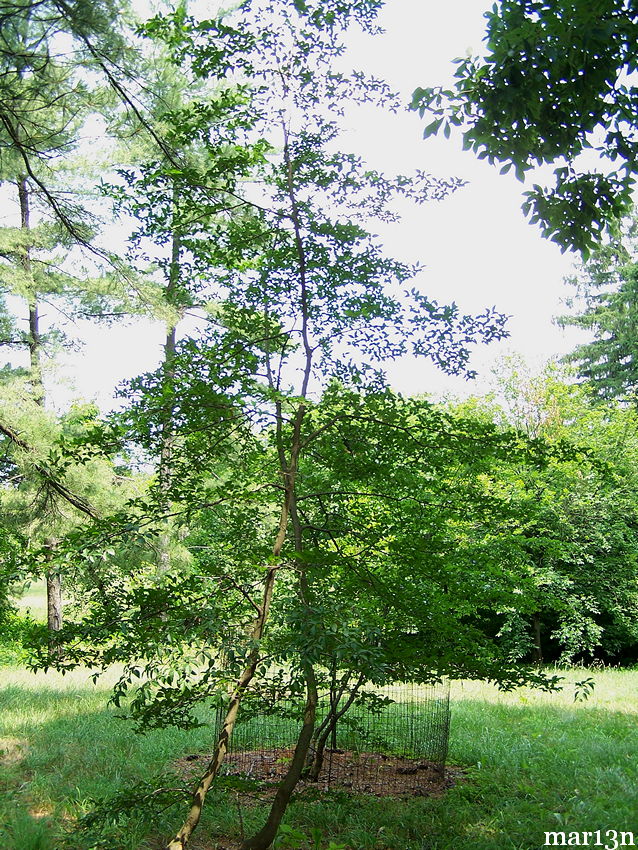 Turczaninov Hornbeam