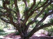 Umbrella Black Locust