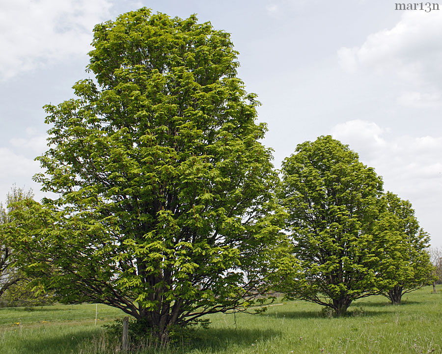 Umbrella Horse Chestnut