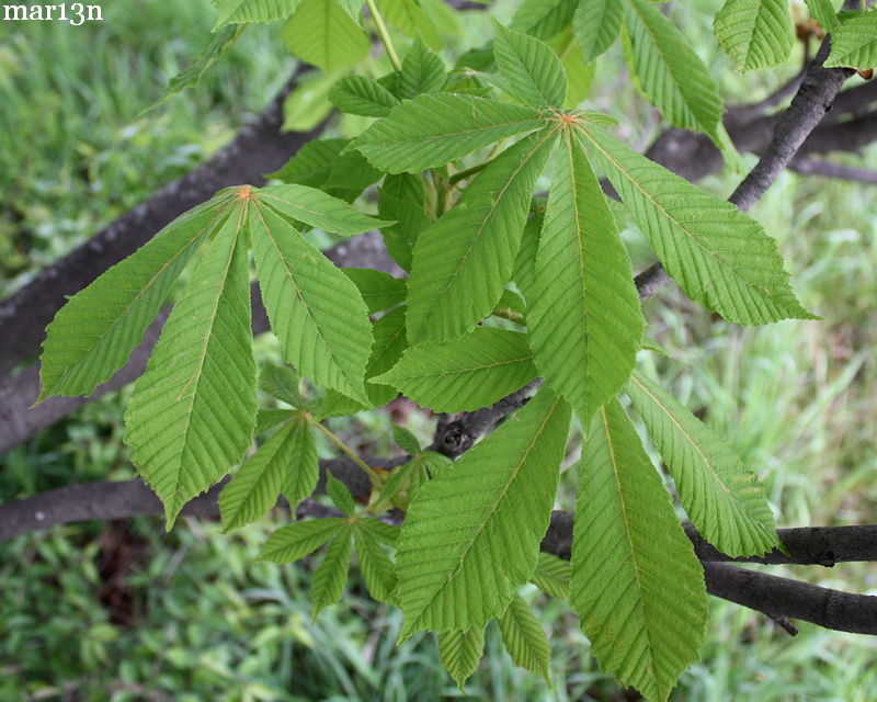 Umbrella Horse Chestnut leaf arangement