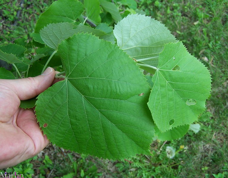 Upright Silver Linden foliage