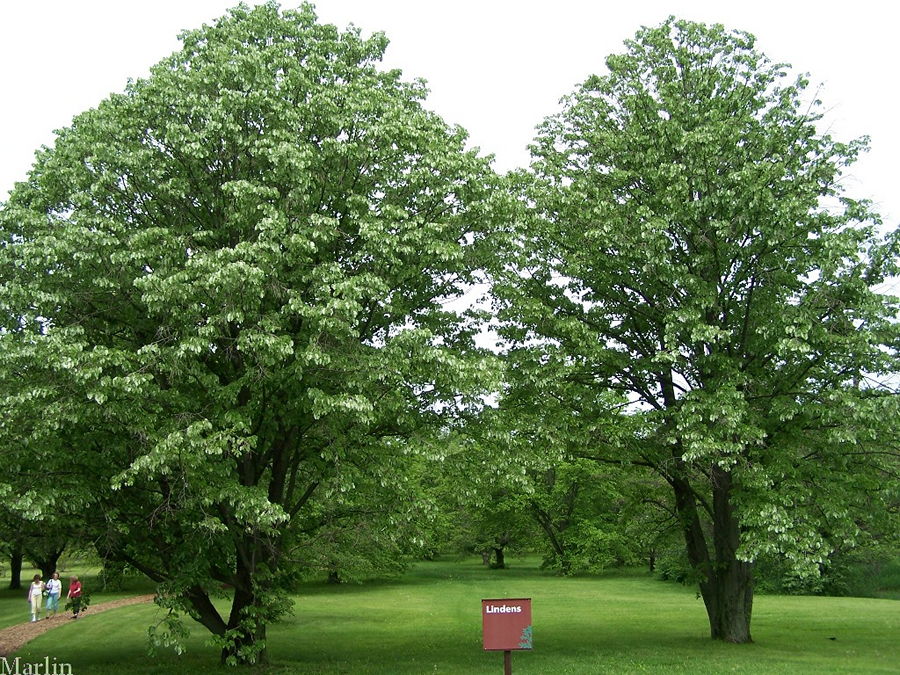 Upright Silver Linden trees