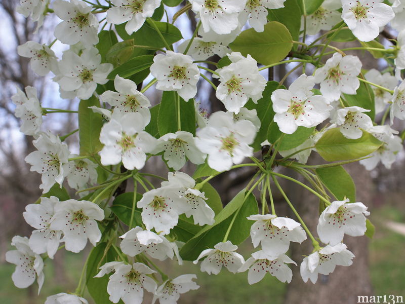 ussurian pear blossoms