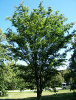 Village Green Zelkova